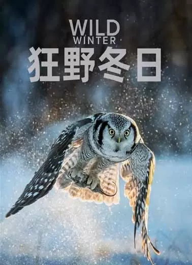 狂野冬日 第一季